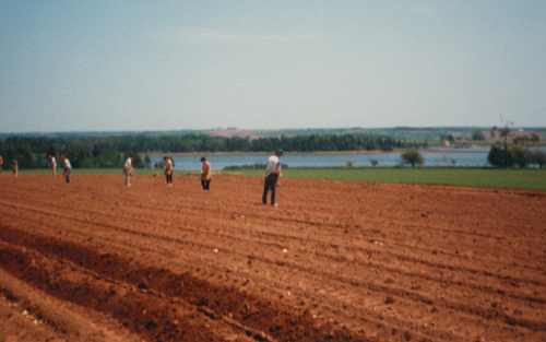 Planting potatoes with Murphy's Seed Potatoes