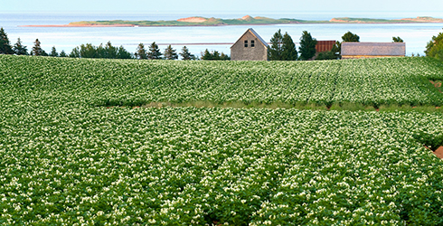 beautiful photo of potato field