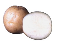 Click view for more details on this PEI Potato