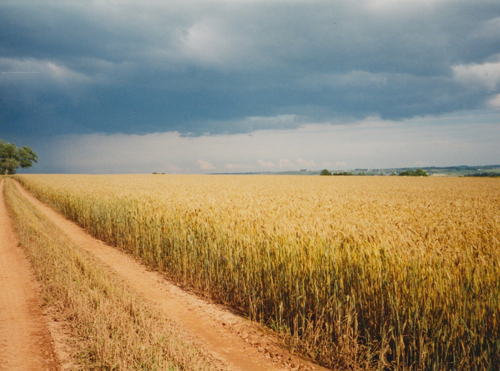 Prince Edward Island grain field