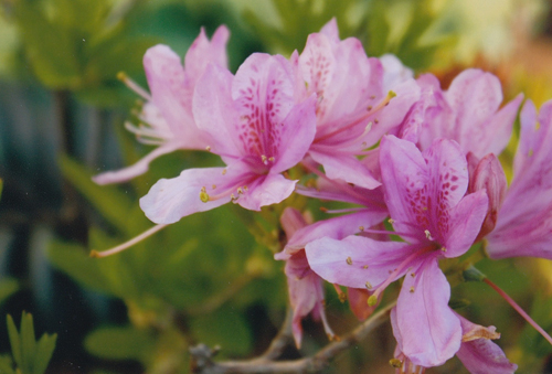 PEI island flower garden