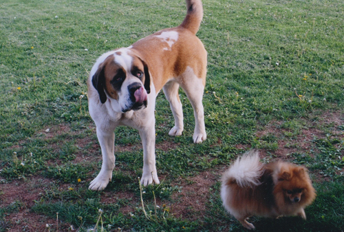 Photo of family dog on the Murphy�s farm