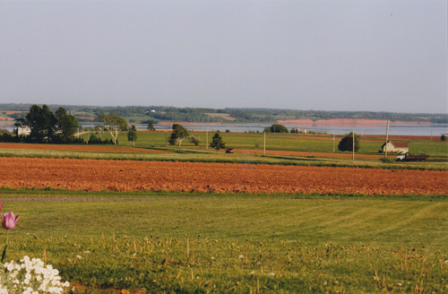 This is where your potatoes could be coming from!