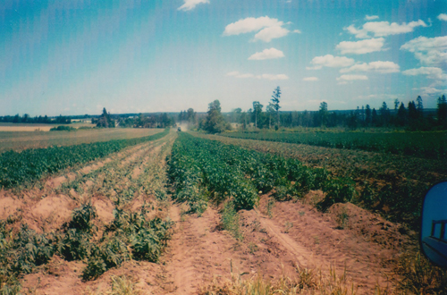 Prince Edward Island Potato field