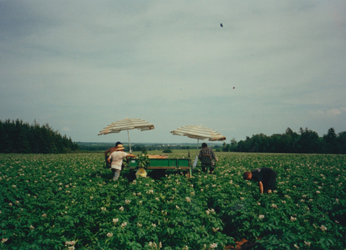 Working on the Murphy's Seed Potatoes farm