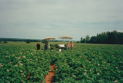 Roughing potatoes in Prince Edward Island