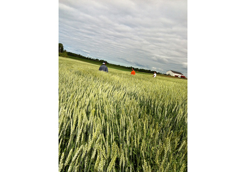Photo of Rouging Wheat