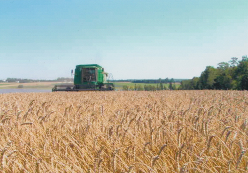 Photo of A.C. Walten seed grain variety