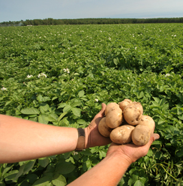 New potatoes in potato field