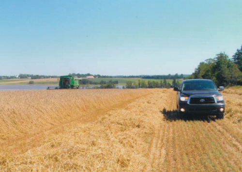 Murphy's Seed grain crop