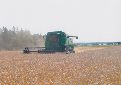 Photo of A.C. Walten seed grain variety